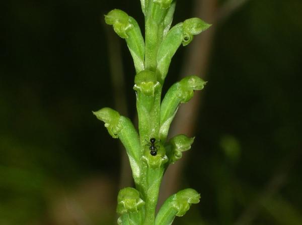 Microtis unifolia - Common Onion Orchid.jpg